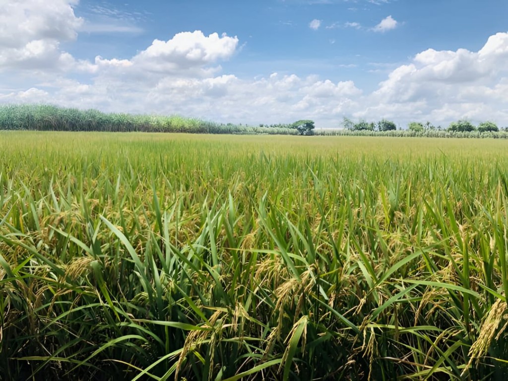Pertanian di Desa Tungkop menghasilkan panen yang berkualitas, produktif dan berkelanjutan